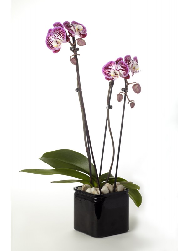 Picotee Phalaenopsis